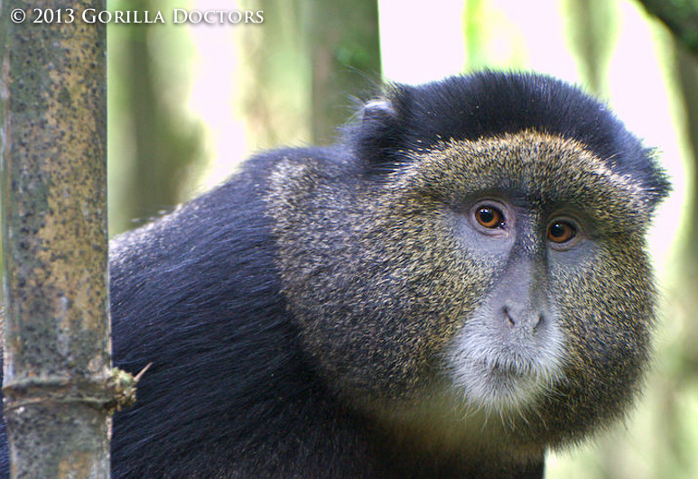 Dr. Jean Felix Works with PhD Student Laurie Harris on Golden Monkey Research